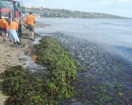 MAREGGIATA A VASTO: PULCHRA AMBIENTE ALL’OPERA PER PULIZIA SPIAGGIA