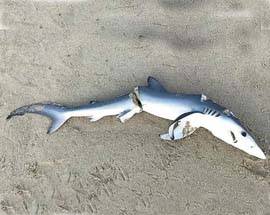 SQUALETTO TRANCIATO A META’ SULLA SPIAGGIA DI TORTORETO