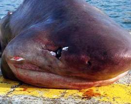 CARCASSA DI SQUALO RECUPERATA A BRINDISI, FERITO E SENZA CODA