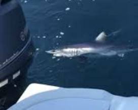SQUALO MAKO AVVISTATO 12 MIGLIA A LARGO DI PESCARA