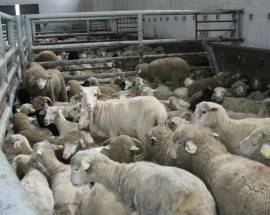 PECORE ‘CLANDESTINE’ PERICOLOSE SCOPERTE DAI NAS NEL TERAMANO