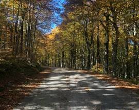 CRESCONO IN ITALIA ETTARI BOSCHI E FORESTE, +7,6% NEL 2019