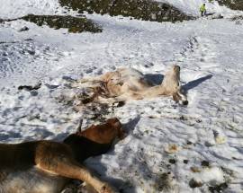 MALTEMPO: STRAGE DI MUCCHE A CAMPO IMPERATORE, ASBUC CHIEDE RICONOSCIMENTO DANNI