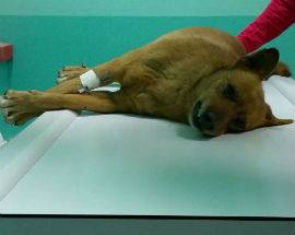 L’AQUILA: METICCIO AVVELENATO SOCCORSO E CURATO A TERAMO