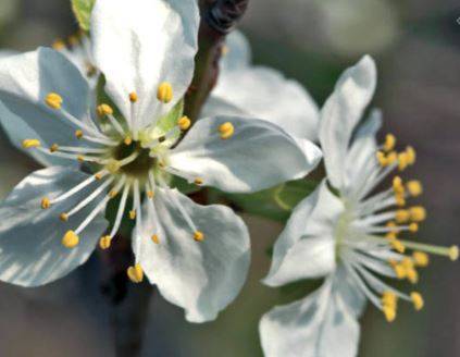 ”MANDORLI E SUSINE IN FIORE, API IN ATTIVITA”’ ALLARME COLDIRETTI ”SE TORNERA’ FREDDO DANNI ENORMI”