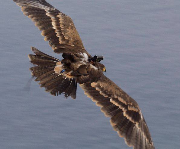 FALCONIERE ABRUZZESE GRANATI NEL FILM SULLE EMIGRAZIONI DEL NATIONAL GEOGRAPHIC