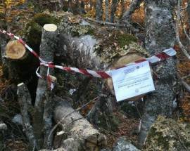 TAGLIAVA LEGNA NEL PARCO NAZIONALE D’ABRUZZO: DENUNCIATO