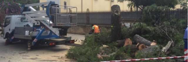 ANCHE SGARBI A DIFESA DEGLI ALBERI, ”ALESSANDRINI SI GUARDI DAGLI UOMINI”