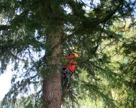 CHIETI: TAGLIO ALBERI, ‘VERDE URBANO DEVE ESSERE POTENZIATO, NON RIDOTTO’