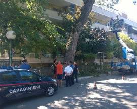 PESCARA: E’ GUERRA APERTA SUL TAGLIO PINI, CHIESTE DIMISSIONI DELL’ASSESSORE