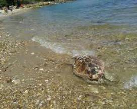 TARTARUGA TROVATA MORTA SULL’ARENILE DI FRANCAVILLA AL MARE