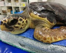 TORNANO IN MARE A PESCARA LE TARTARUGHE SALVATE DA PESCHERECCI
