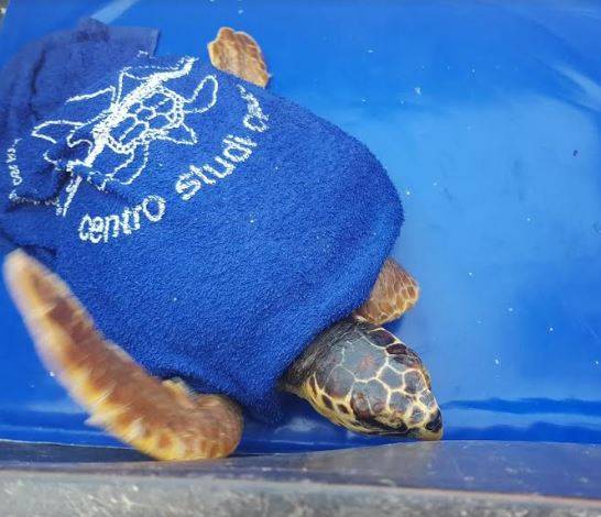 ROSETO: SPIAGGIA SI FERMA PER RITORNO ALLA LIBERTA’ DELLA TARTARUGA XENA