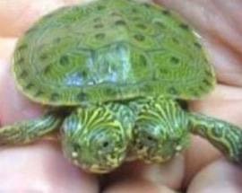 INCREDIBILE IN UNO ZOO DEL TEXAS, NASCE TARTARUGA CON DUE TESTE