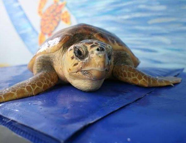 PESCARA: LE TARTARUGHE ANTONIETTA E ZITA PRONTE A ESSERE RILASCIATE IN MARE
