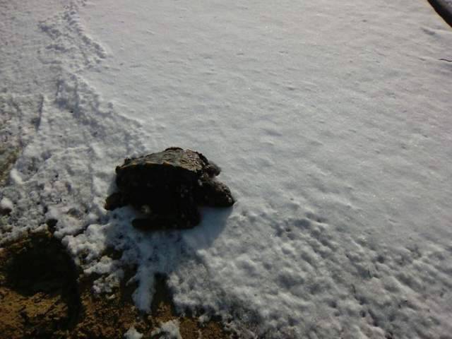 TARTARUGHE MARINE SPIAGGIATE SULLA NEVE PER IL MALTEMPO IN ABRUZZO