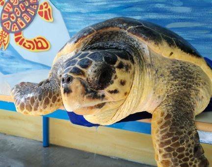 GIORNATA MONDIALE TARTARUGHE: MENO RETTILI MORTI NEL MEDITERRANEO