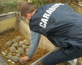 TARTARUGHE PROTETTE VENDUTE ONLINE SEQUESTRATE A ROSETO DEGLI ABRUZZI