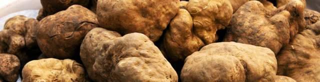TARTUFO ORO D’ABRUZZO, NUOVA LEGGE PER FIERA NAZIONALE E PIU’ RISORSE
