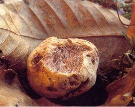 TARTUFO RECORD DA 1,2 CHILI TROVATO TRA VALLE PELIGNA E ALTO SANGRO
