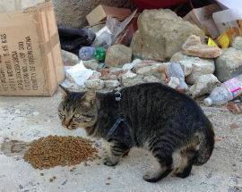 GLI AMICI A QUATTRO ZAMPE DI AMATRICE LASCIATI SOLI, ”MANCA PRESIDIO VETERINARIO”