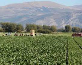 COVID: COLDIRETTI ABRUZZO CHIEDE AZZERAMENTO CANONI CONSORZI BONIFICA
