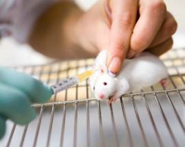 RICERCA: ARRIVA IL ”PAZIENTE VIRTUALE”, ADDIO A TEST SU ANIMALI? ECCO SOFTWARE ITALIANO