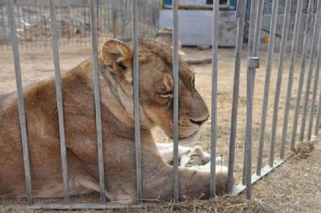 CHIUSO IL PARCO ZOO DI CIVITELLA CASANOVA, 10 ANNI SENZA LICENZE