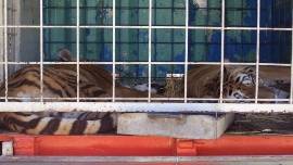 SPOLTORE: PROTESTA ANIMALISTI, ‘STOP SFRUTTAMENTO NEI CIRCHI’