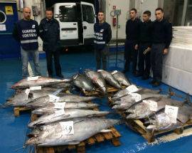 PESCA ILLEGALE: SEQUESTRATI 17 TONNI ROSSI PER 576 CHILI DESTINATI AL MERCATO ROMANO