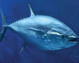 PESCARA: PESCA VIETATA, SEQUESTRATI 250 CHILI DI TONNO