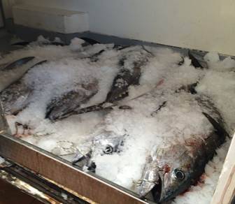 PESCA ILLEGALE, TONNO ROSSO SEQUESTRATO A PESCARA