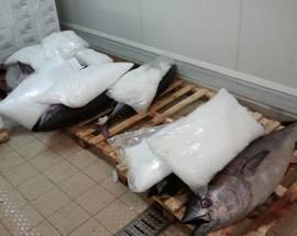 PESCA: GUARDIA COSTIERA GIULIANOVA SEQUESTRA 500 KG DI TONNO ROSSO