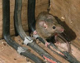 L’AQUILA, TOPI IN CONDOMINIO ATER E BLATTE A PILE: LA RABBIA DEI RESIDENTI, ”UNA VERGOGNA”