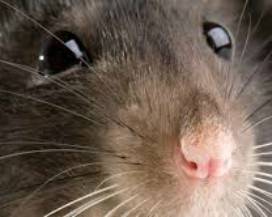GIULIANOVA: 90ENNE RISCHIA DI MORIRE FOLGORATA PER UN TOPO