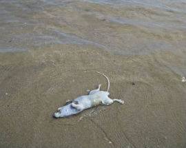 PESCARA: TOPO MORTO IN RIVA  AL MARE, CITTADINA SEGNALA