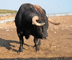 SULMONA:TORO FUGGE DA STALLA COME A PAMPLONA, RECUPERATO