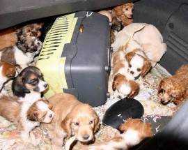 TRAFFICO ILLEGALE DI ANIMALI,  SEQUESTRATI 40 CUCCIOLI AFFAMATI