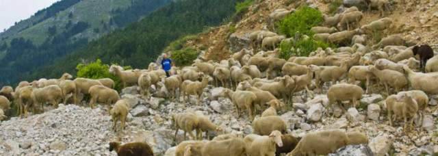 TRANSUMANZA PATRIMONIO UNESCO: MUCCIANTE, ‘AMBIZIOSO TRAGUARDO PER ABRUZZO INTERNO’