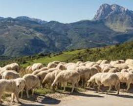 TRANSUMANZA: SINDACO CASTEL DEL MONTE,”CAMERA COMMERCIO L’AQUILA IGNORA IMPEGNO PASTORI”