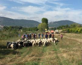 ”COLATA DI CEMENTO SULL’ANTICO TRATTURO”, INSORGONO I PARTECIPANTI