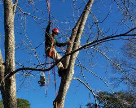 A LORETO APRUTINO RIQUALIFICATO IL GRANDE OLMO CON IL FREE CLIMBING