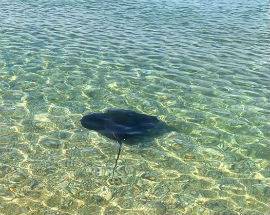 PINETO: AVVISTATO IL  VELENOSO PESCE TRIGONE A POCHI METRI DA RIVA