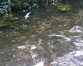 L’AQUILA: TROTE MORTE NEL FIUME ATERNO, PESCATORI PREOCCUPATI