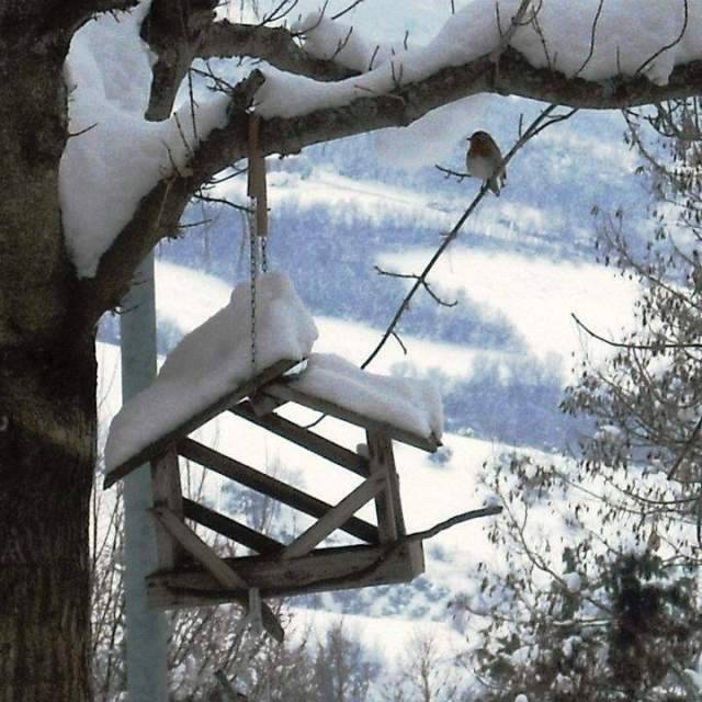 WWF: TORNA IL FREDDO, MANGIATOIE E CIBO PER GLI UCCELLINI IN DIFFICOLTA’