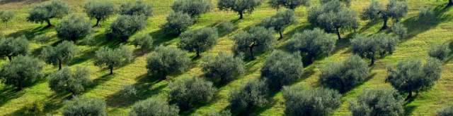 LA MOSCA OLEARIA NON RISPARMIA L’ABRUZZO, ”E’ L’ANNO ORRIBILE DELL’AGRICOLTURA”