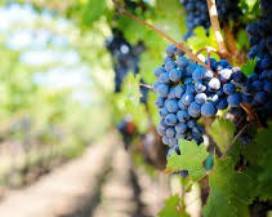 AGRICOLTURA: RICONVERSIONE VIGNETI, PUBBLICATA GRADUATORIA
