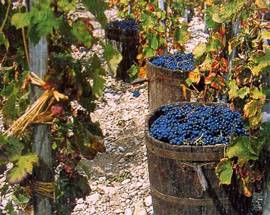 MALTEMPO: ABBASSAMENTO TEMPERATURE, COLDIRETTI, ”PERICOLO PER VENDEMMIA”