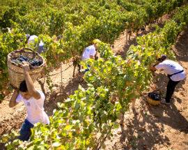 CHIUSA VENDEMMIA 2019: ”CALO DEL 20% RISPETTO A 2018, MA OTTIMA QUALITA”’