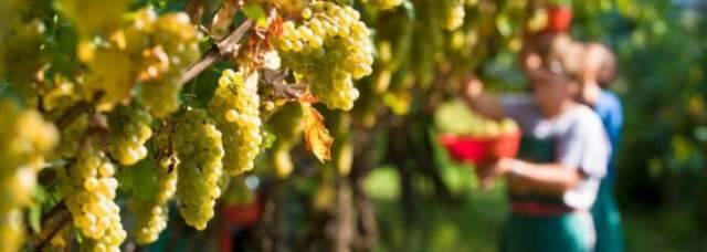 VINO: TRA INCURSIONI CINGHIALI ED EXPORT IN SALITA AL VIA IN ABRUZZO VENDEMMIA BIANCHI